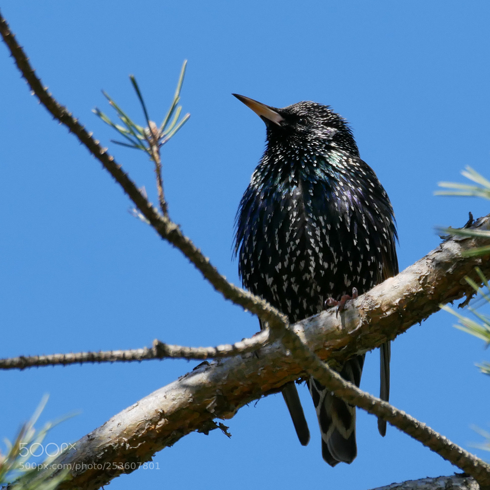 Panasonic Lumix DMC-GX85 (Lumix DMC-GX80 / Lumix DMC-GX7 Mark II) sample photo. Bird starling photography