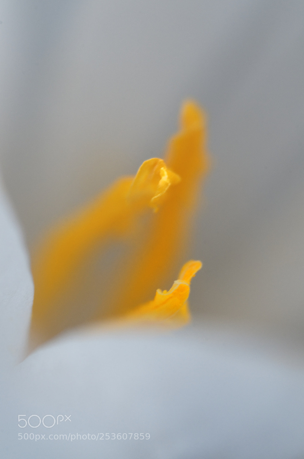 Nikon D7000 sample photo. Inner nature photography