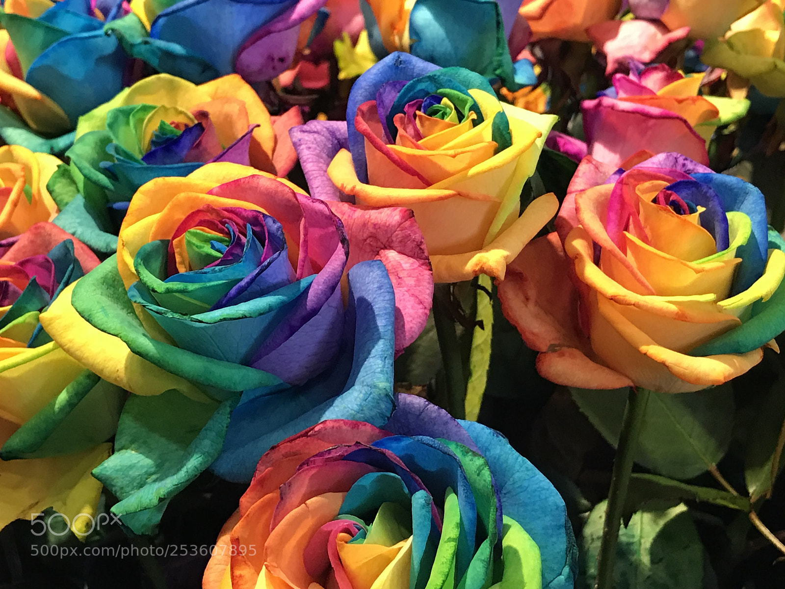 Apple iPhone 7 Plus sample photo. Rainbow rose photography