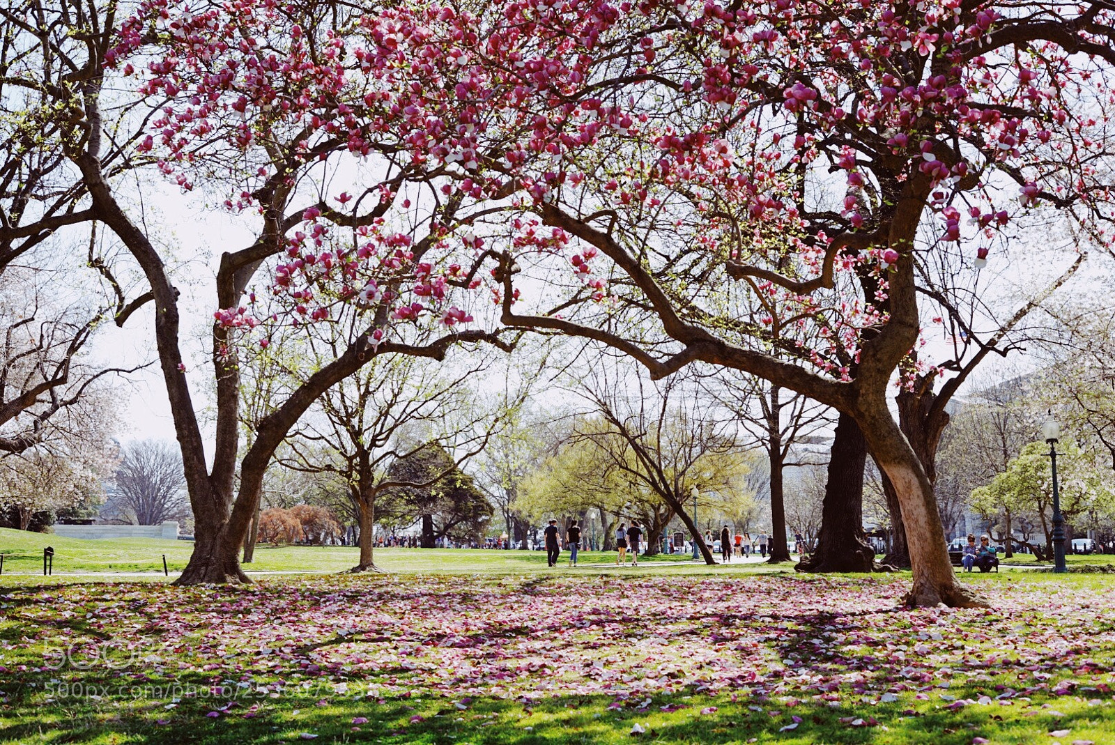 Sony a7 II sample photo. Spring time on capitol photography