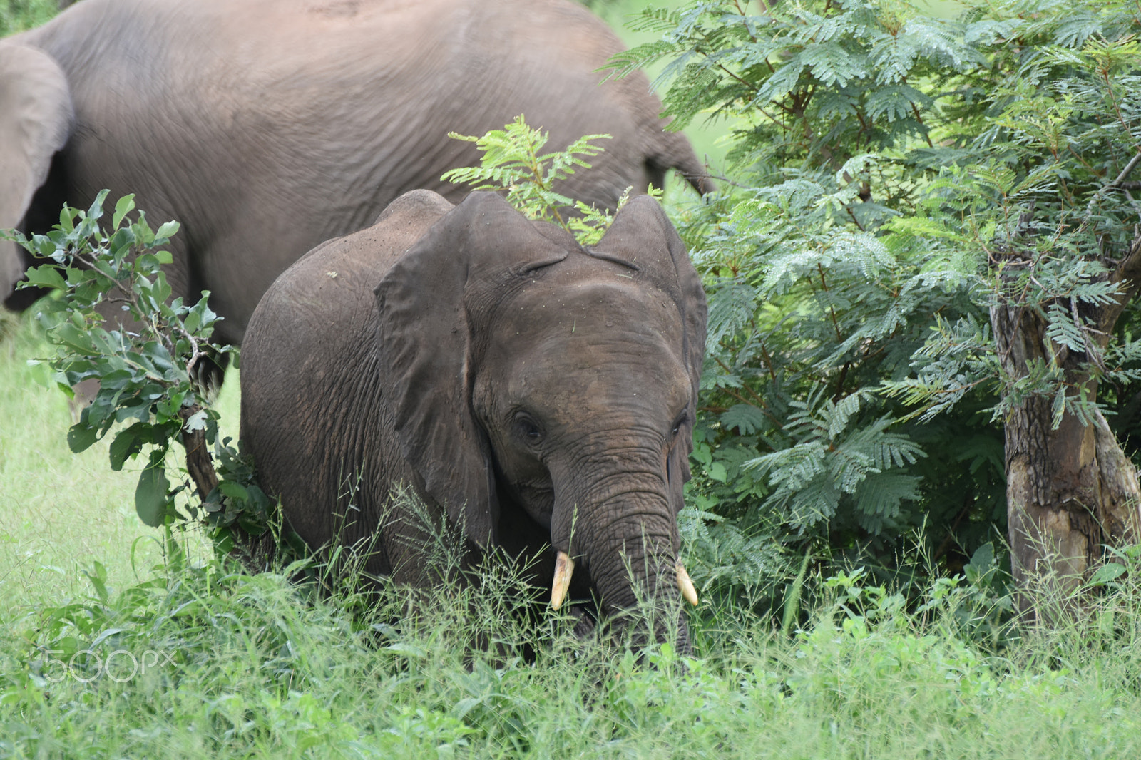 Nikon D5500 sample photo. Kruger national park photography