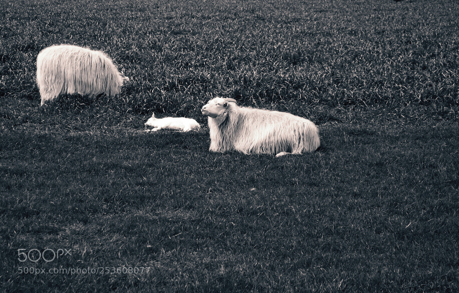 Nikon D3100 sample photo. Sheep photography