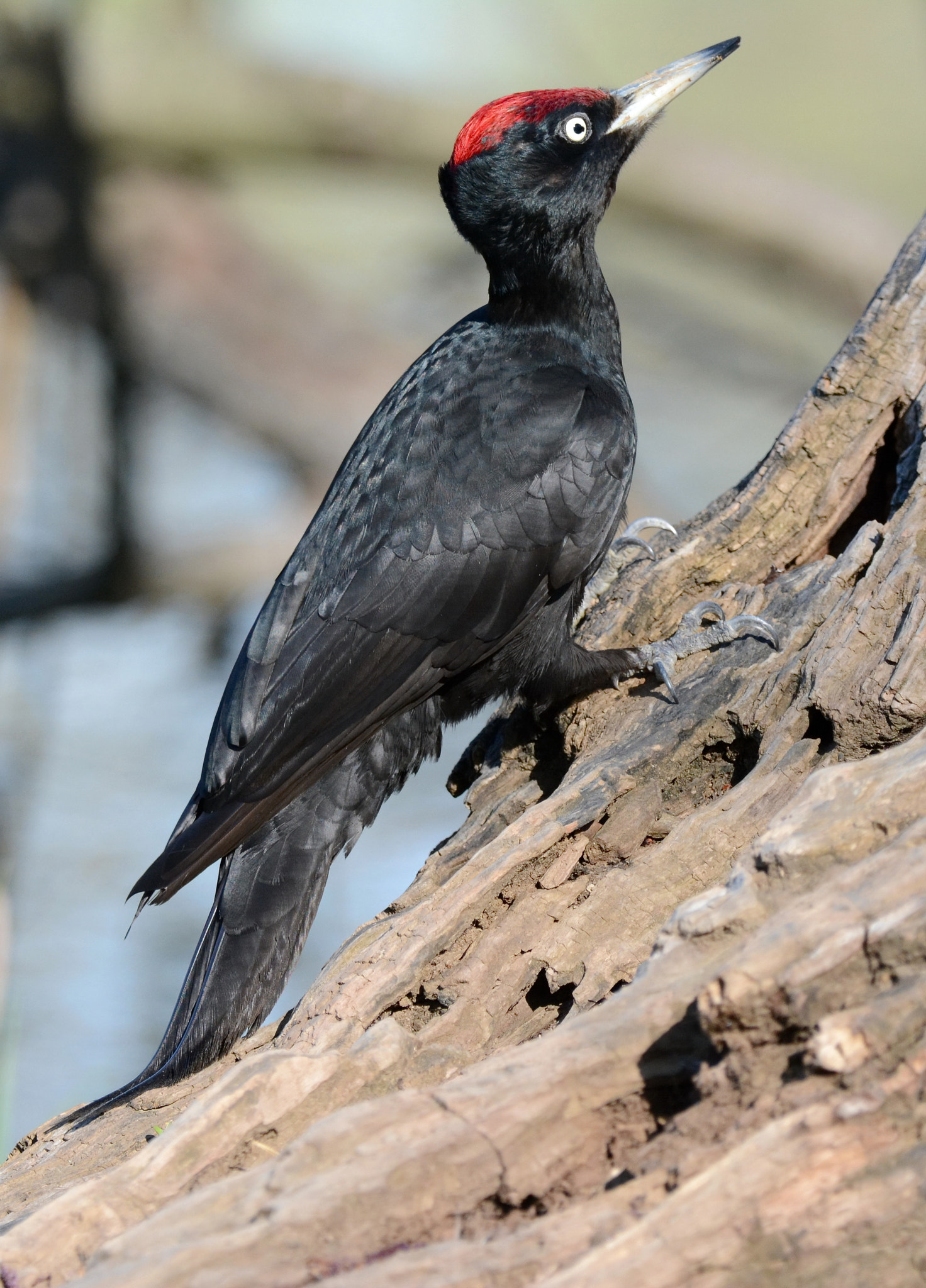 Nikon D7100 + Sigma 150-600mm F5-6.3 DG OS HSM | C sample photo. Желна. photography