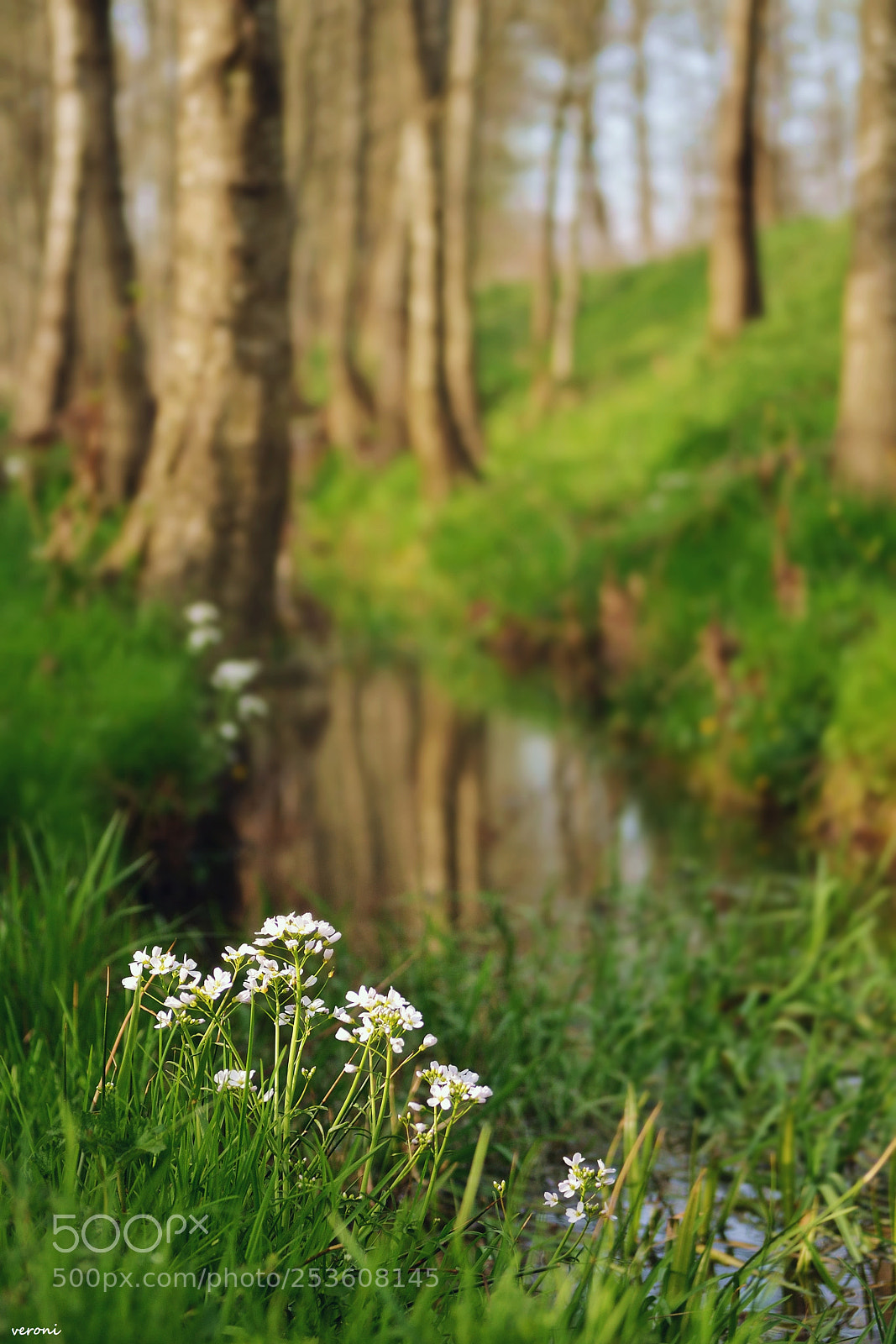 Nikon D3100 sample photo. Green world. photography