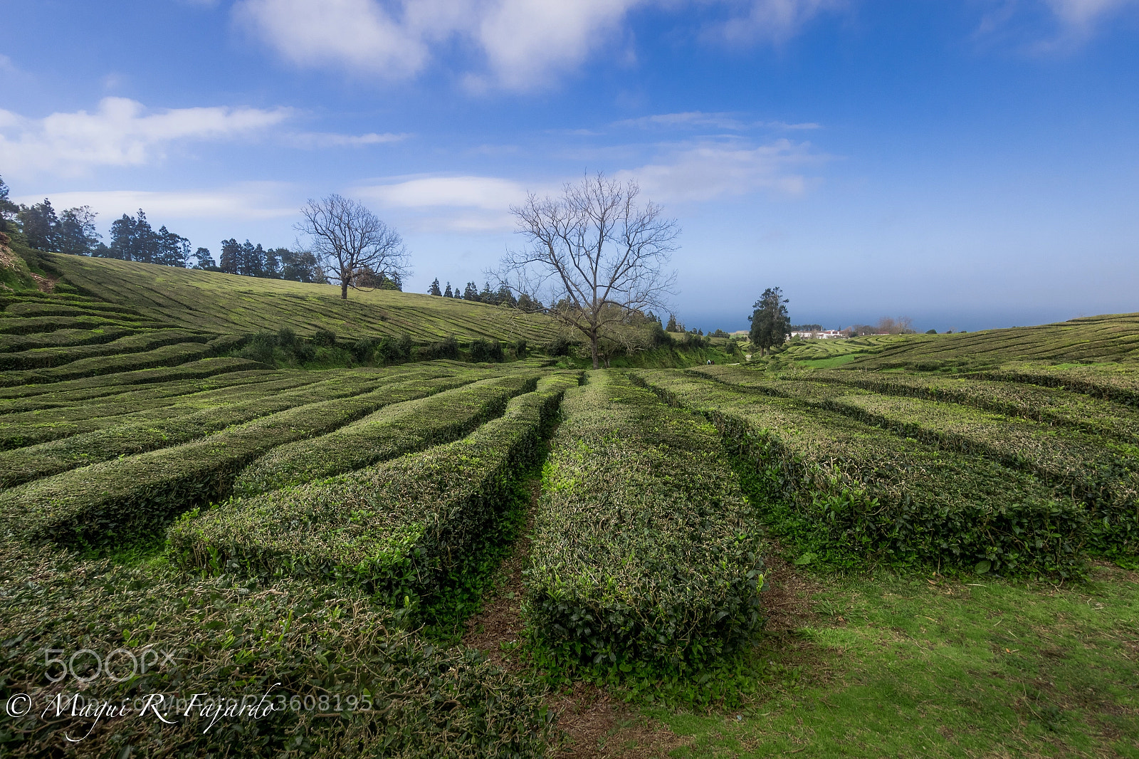 Canon EOS 600D (Rebel EOS T3i / EOS Kiss X5) sample photo. Cha gorreana photography
