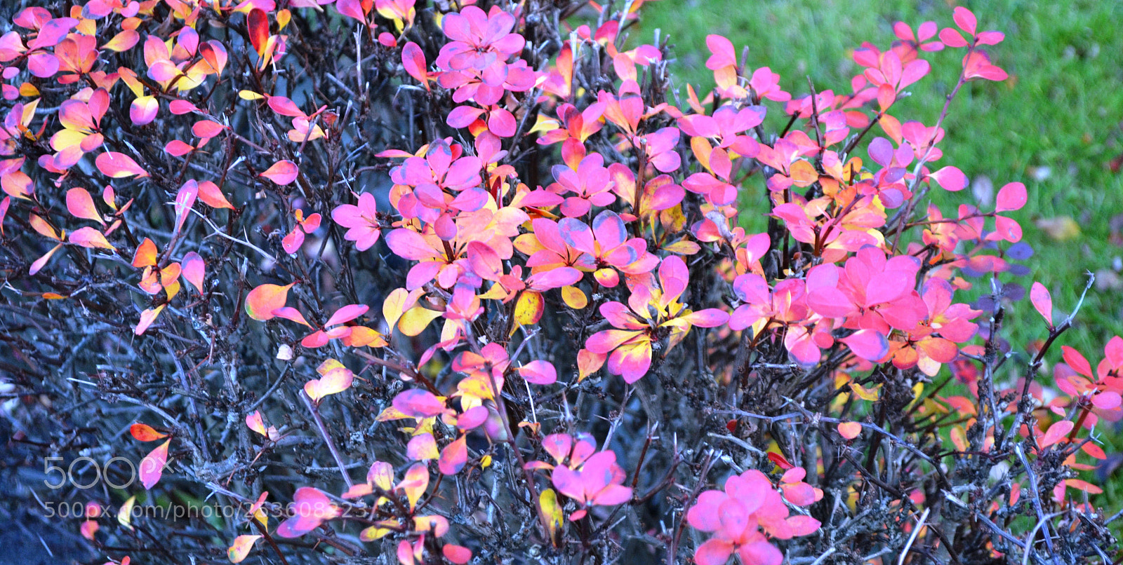 Nikon D3100 sample photo. Pretty in pink photography