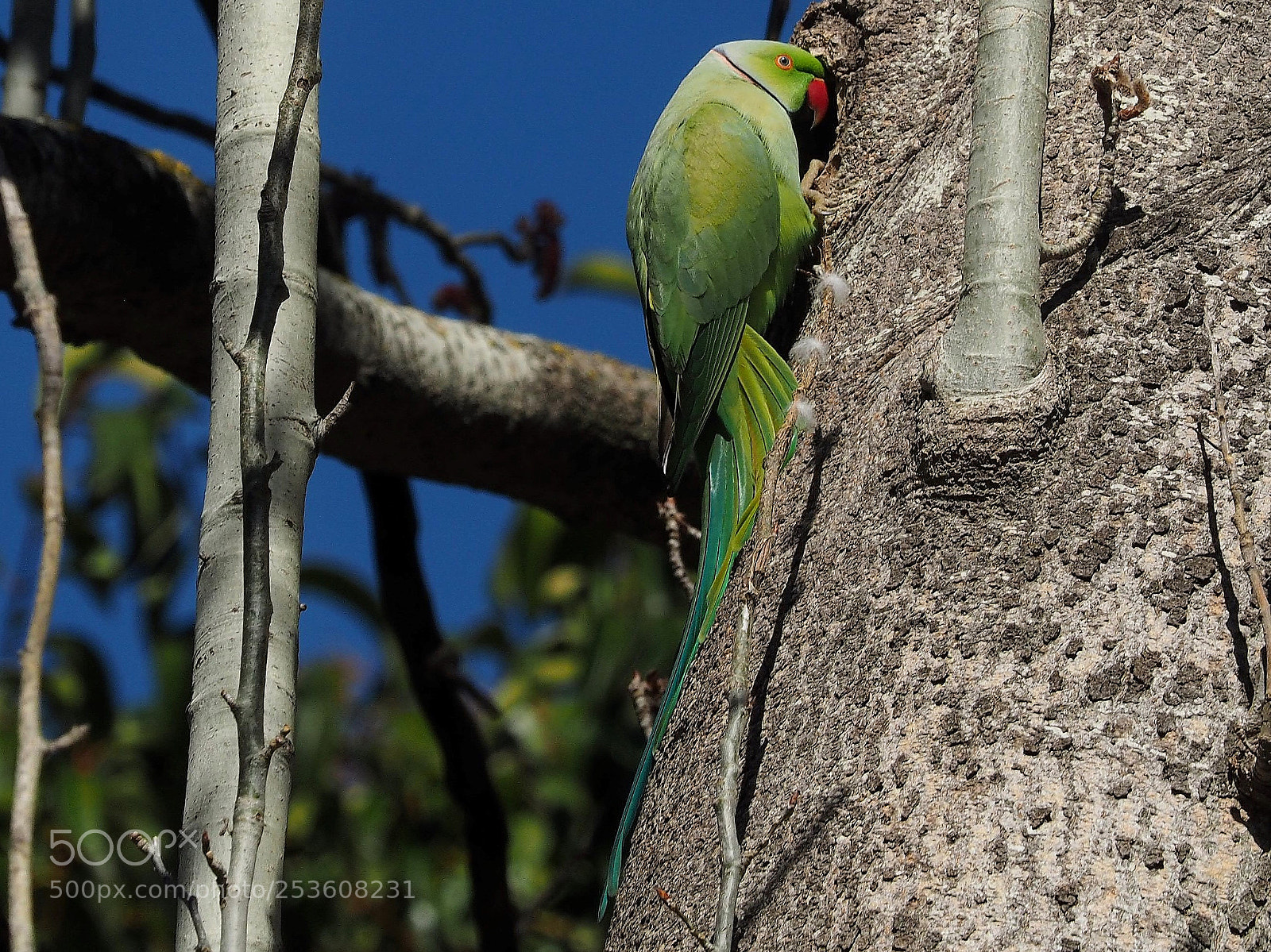 Olympus OM-D E-M1 sample photo. Cotorra de kramer psittacula photography