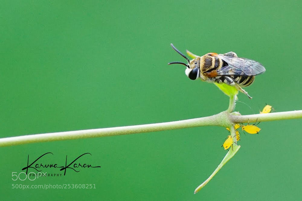 Sony a99 II sample photo. Bee & the aphids  photography