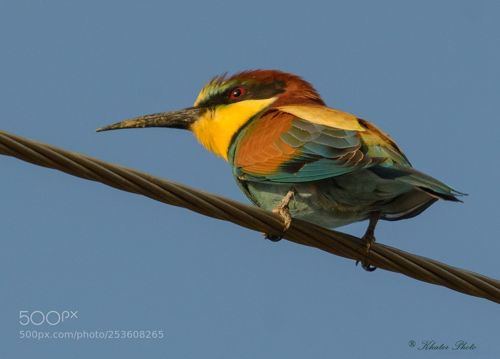 Nikon D7100 sample photo. Bee eater photography