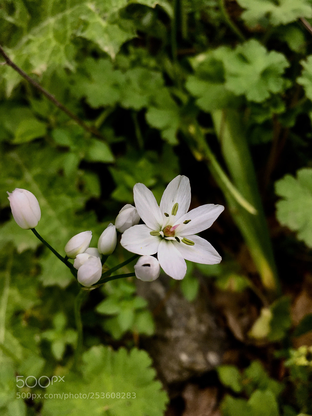 Apple iPhone SE sample photo. Small flower
 photography