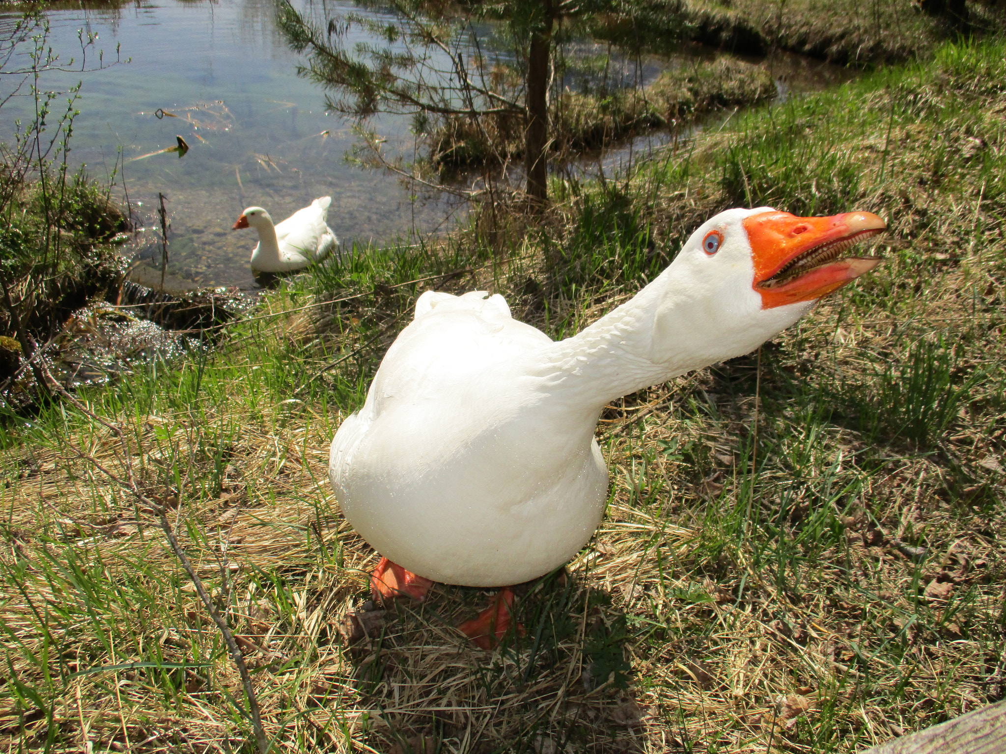 Canon IXUS 185 sample photo. Aggressive goose photography
