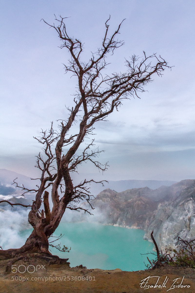 Canon EOS 7D sample photo. Kawah ijen tree photography