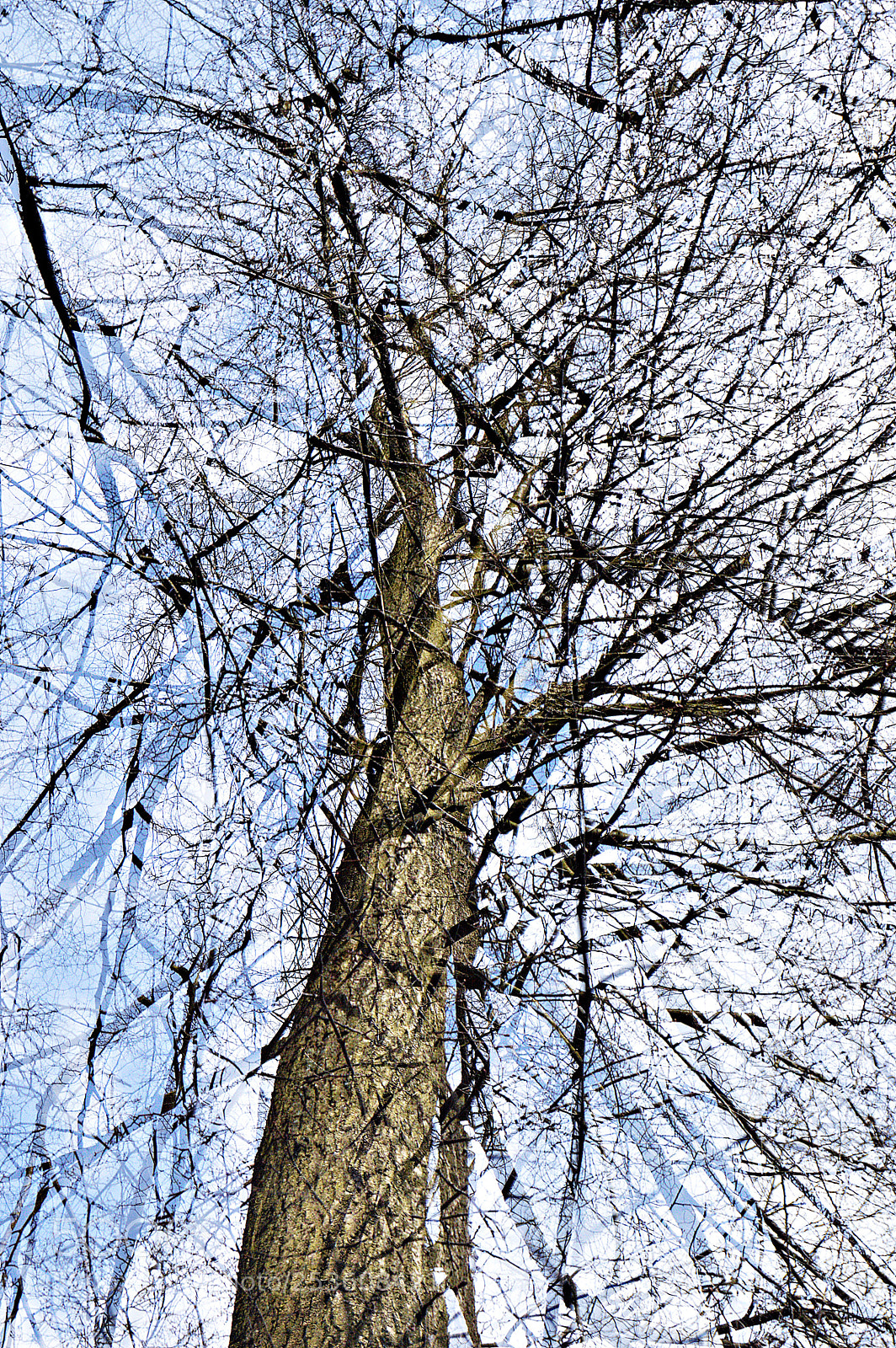 Nikon D3200 sample photo. Twigs photography