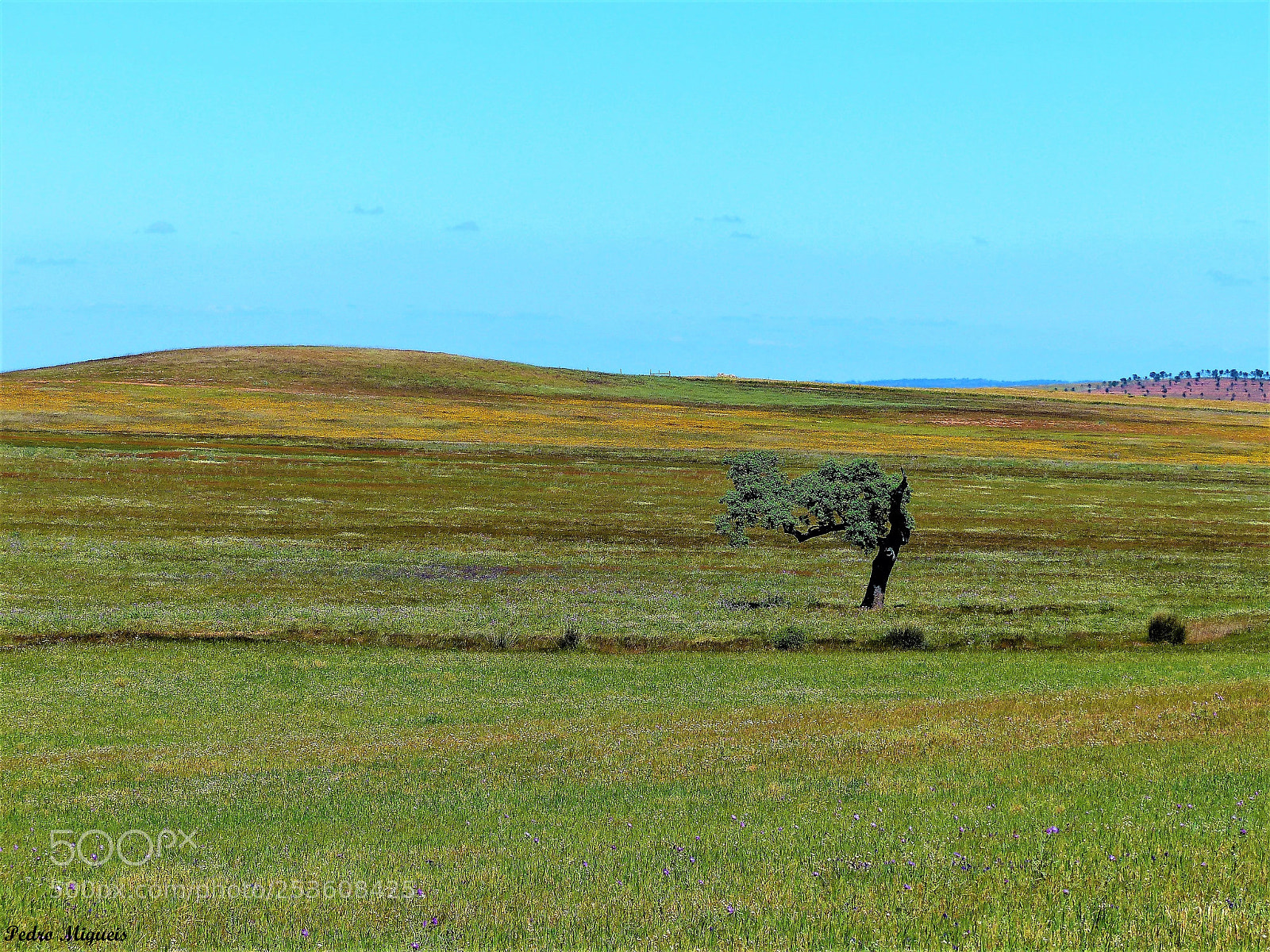 Panasonic Lumix DMC-FZ200 sample photo. To the wind photography