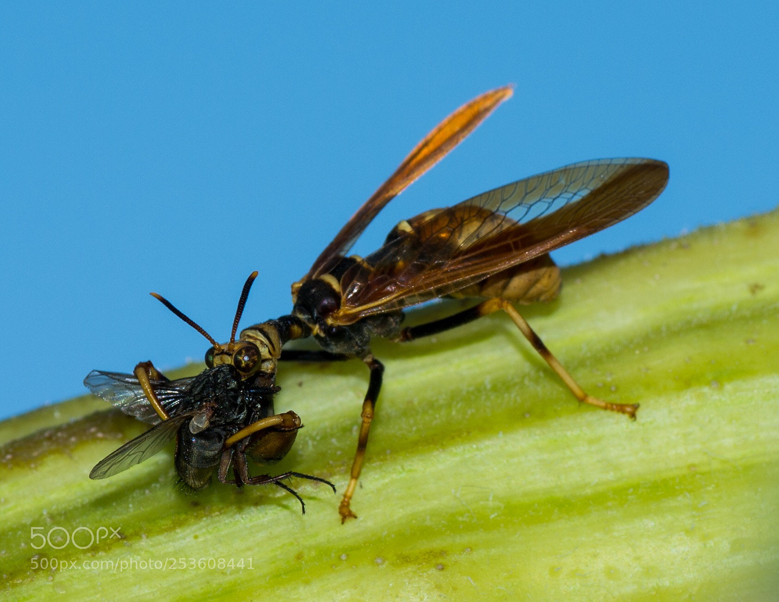 Pentax K-5 IIs sample photo. Climaciella brunnea photography