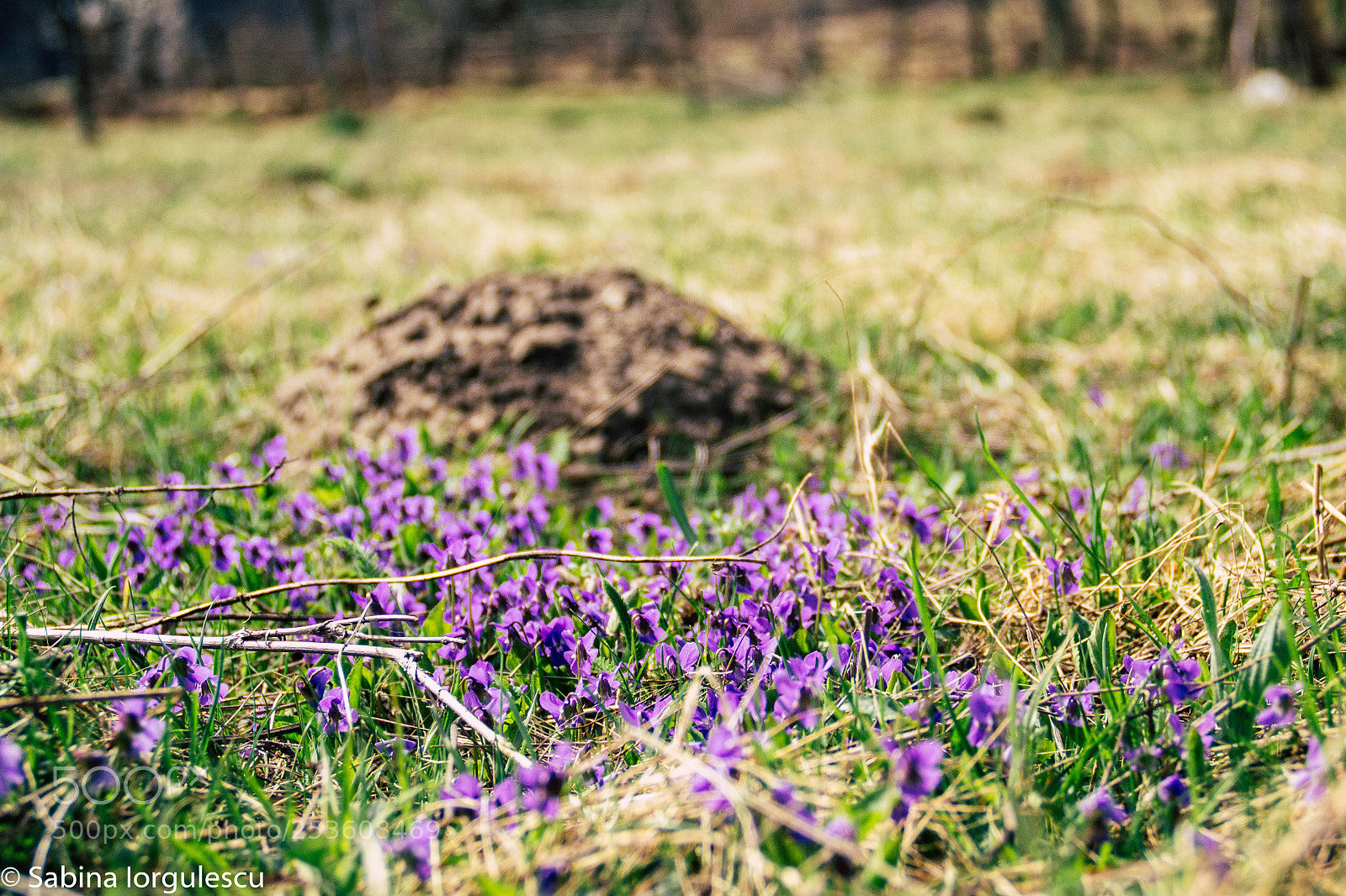 Nikon D3100 sample photo. Flowers photography