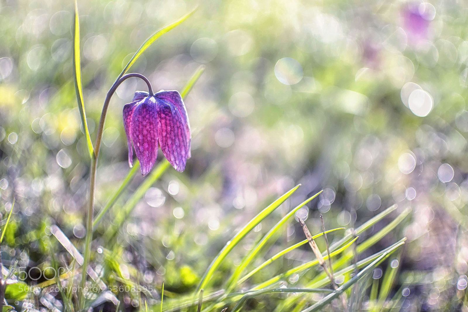 Nikon D3100 sample photo. Fritillaria meleagris photography