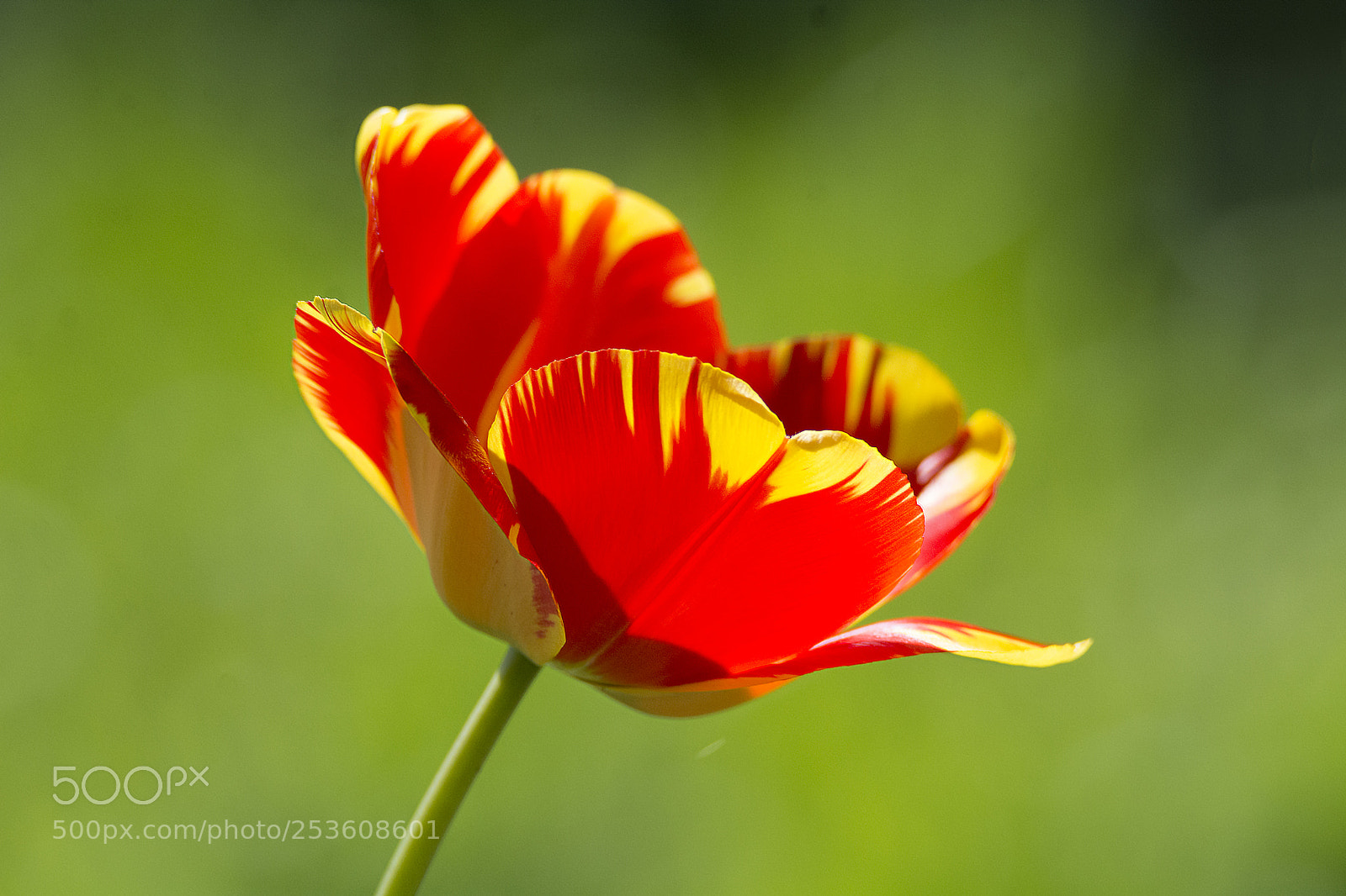 Nikon D7100 sample photo. The red and the photography