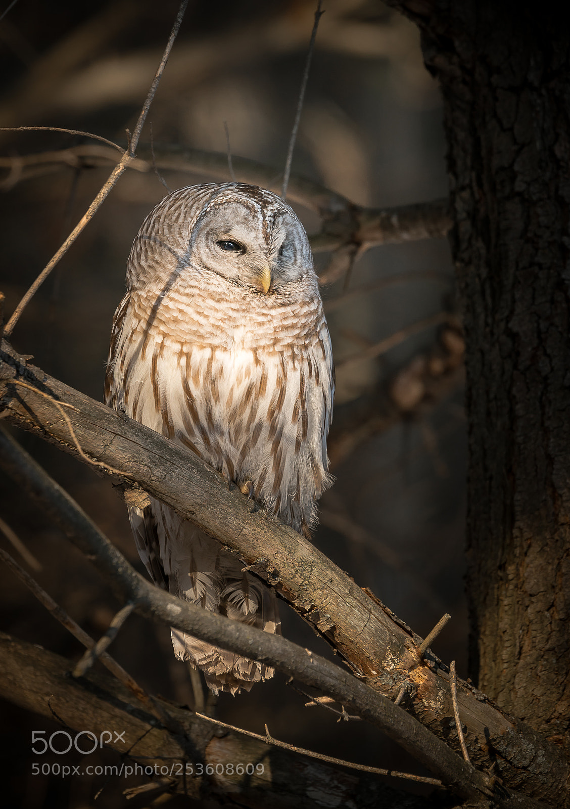 Sony SLT-A99V sample photo. Barred owl photography