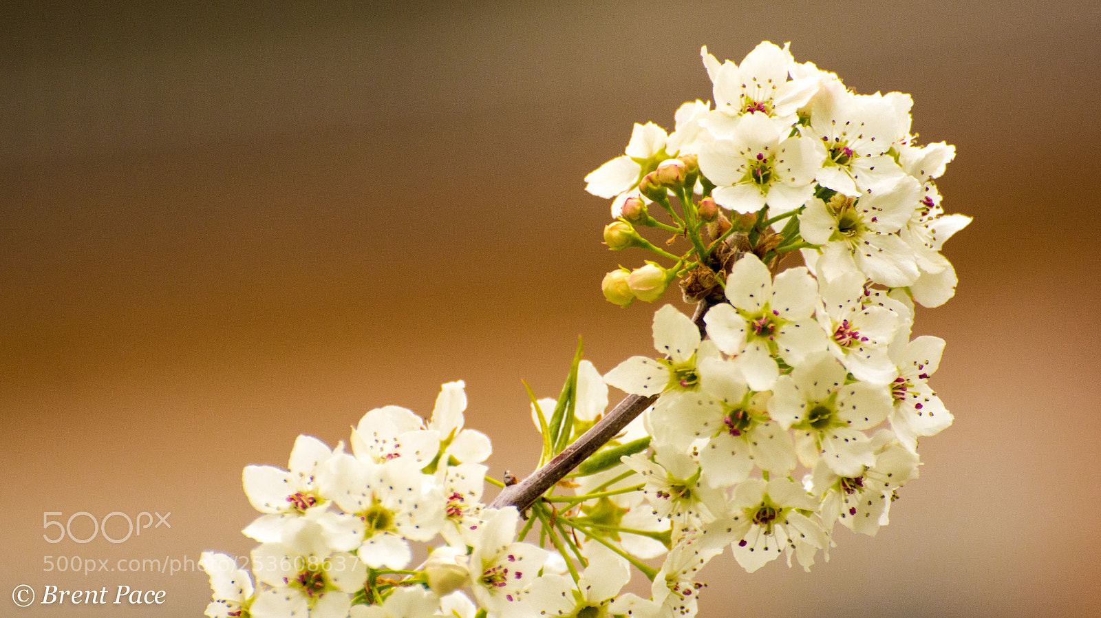 Nikon D7100 sample photo. Blossoms with red stamen photography