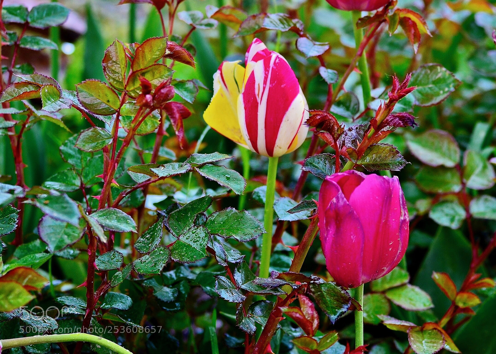 Nikon D7000 sample photo. Lovely photography