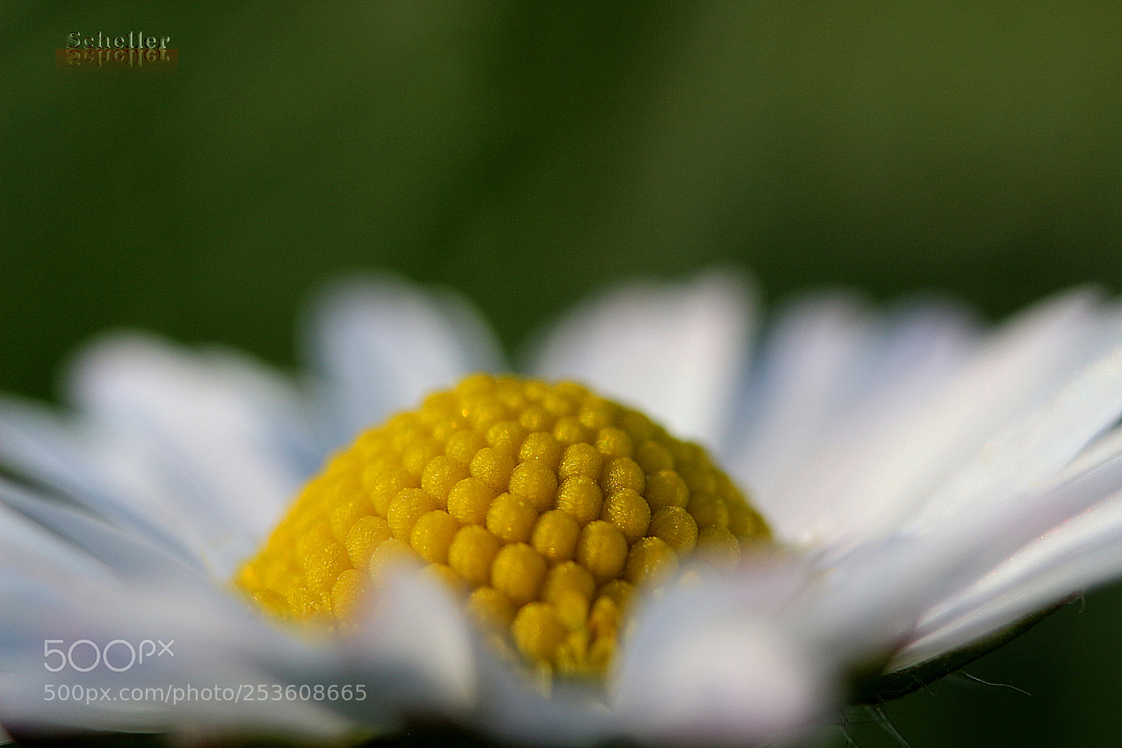Canon EOS 700D (EOS Rebel T5i / EOS Kiss X7i) sample photo. Gänseblümchen photography