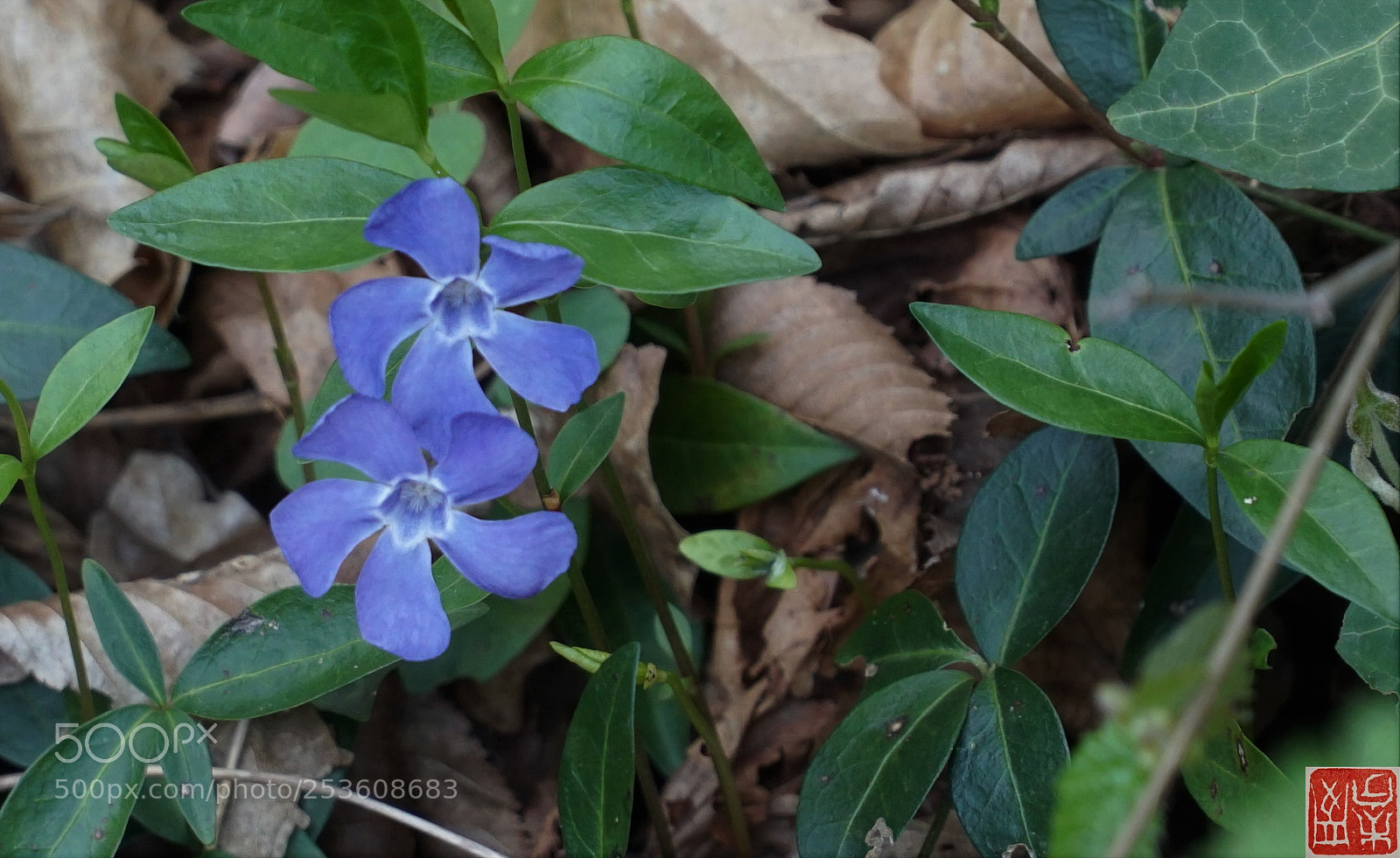 Sony a6500 sample photo. Vinca major photography