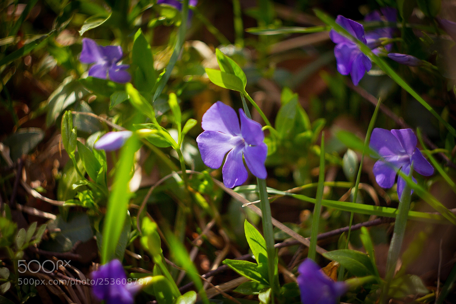 Canon EOS 7D sample photo. Periwinkle photography
