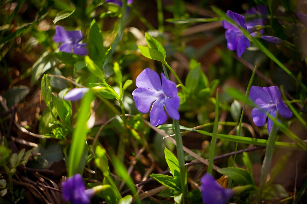 Periwinkle, автор — Yaroslav Baran на 500px.com