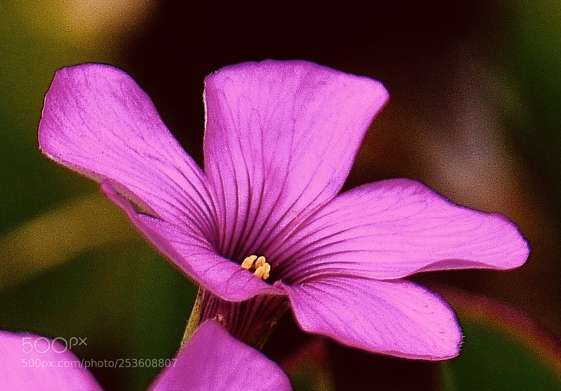 Nikon D7000 sample photo. Cnr photography