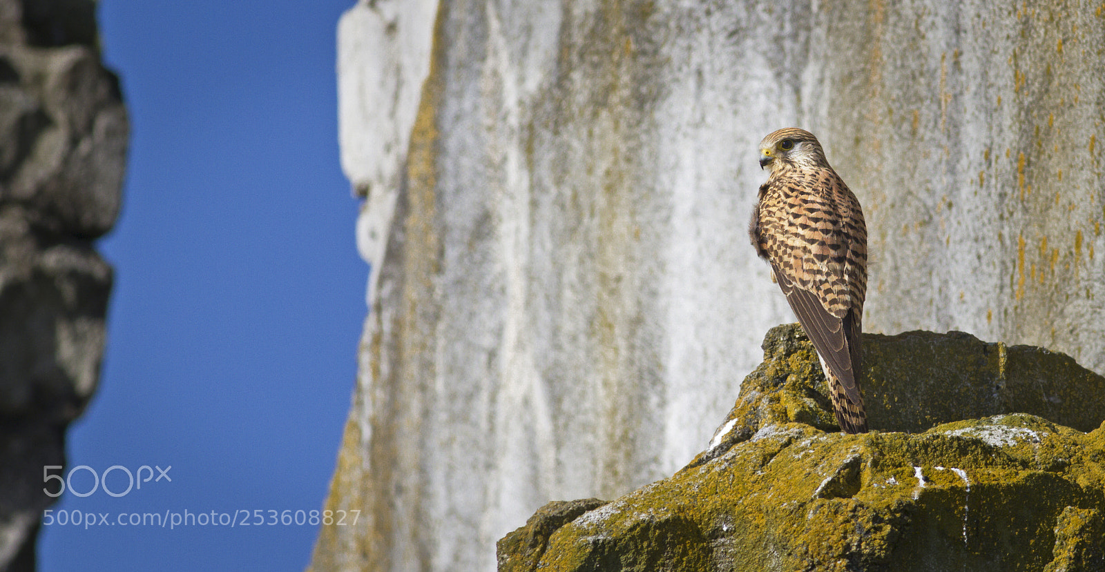 Canon EOS 7D sample photo. Falco tinnunculus photography