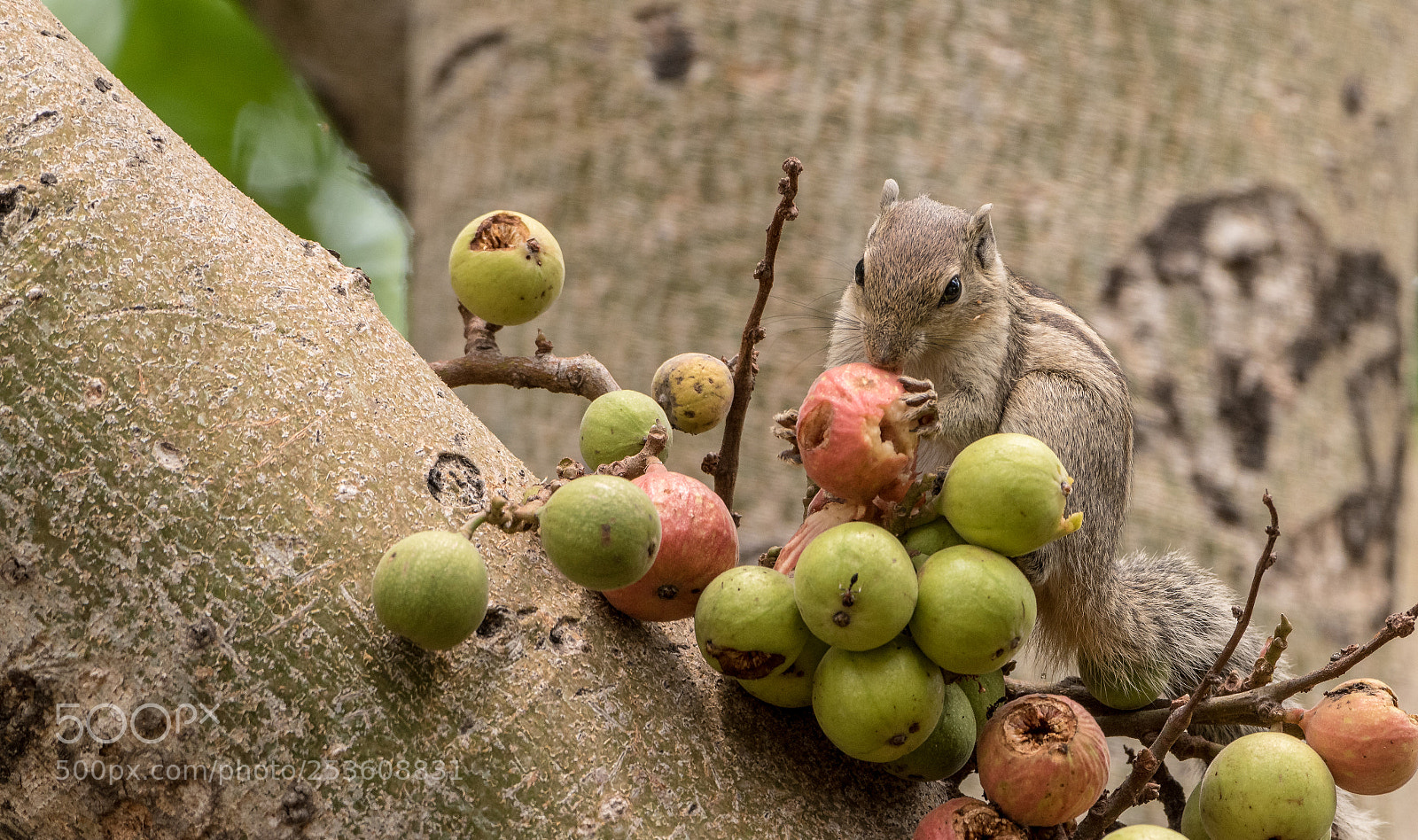 Nikon D5500 sample photo. Squirrel eating a berry photography