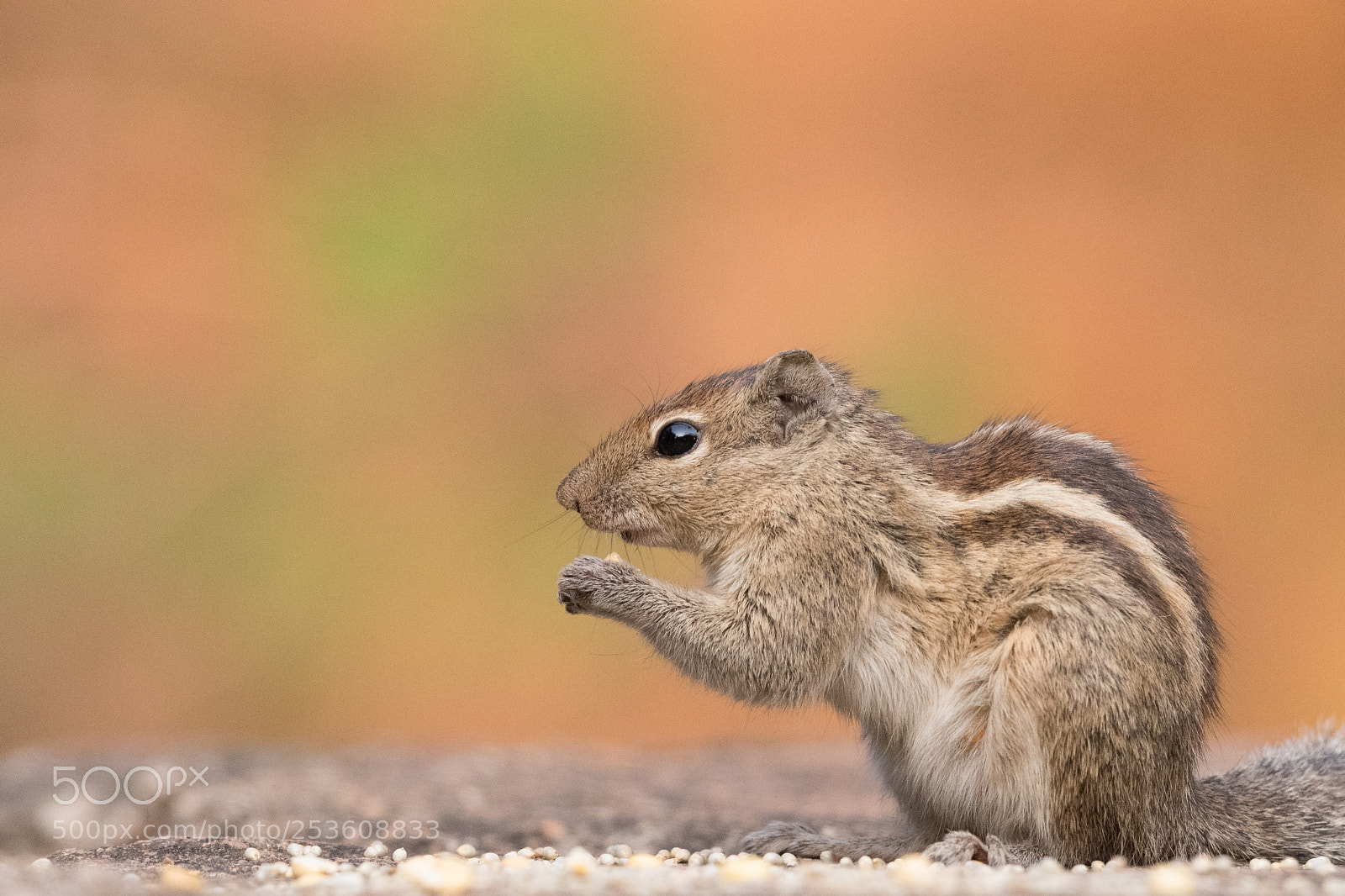 Nikon D5500 sample photo. Squirrel nibbling something... photography