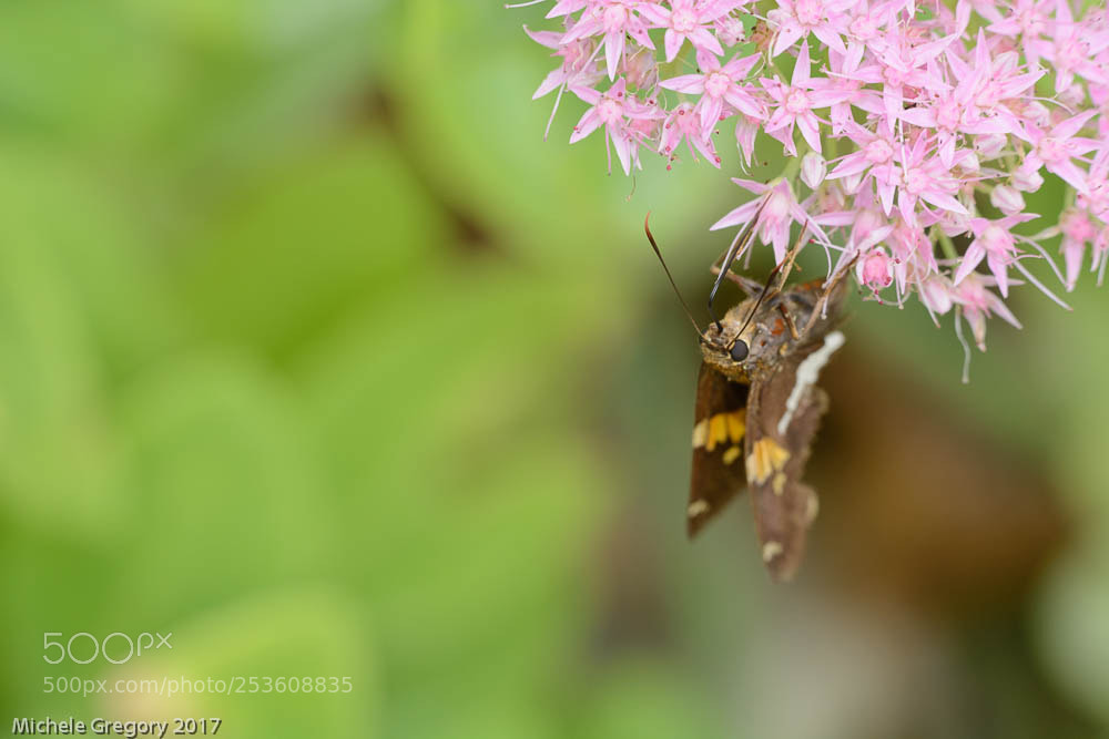 Nikon D7100 sample photo. Drinking the nectar photography