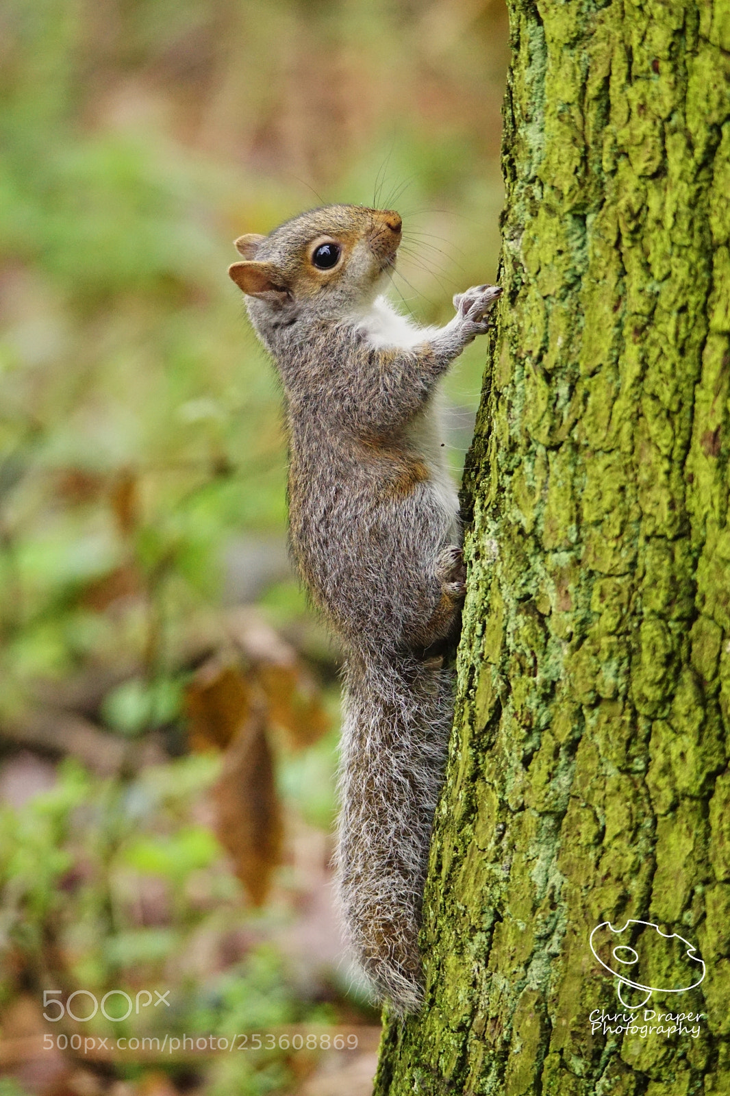 Sony ILCA-77M2 sample photo. Baby squirrel photography