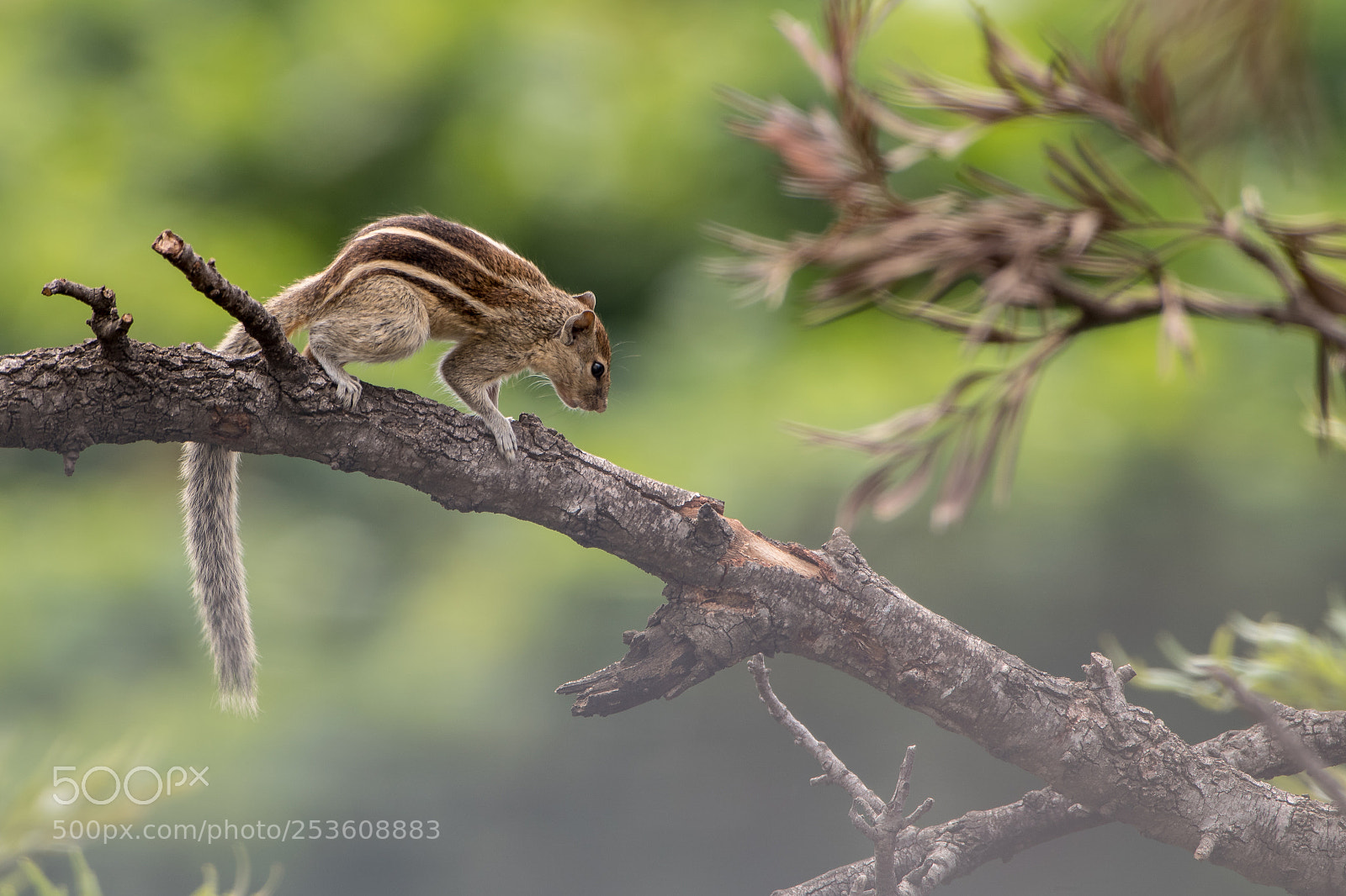 Nikon D5500 sample photo. Squirrel on a branch photography