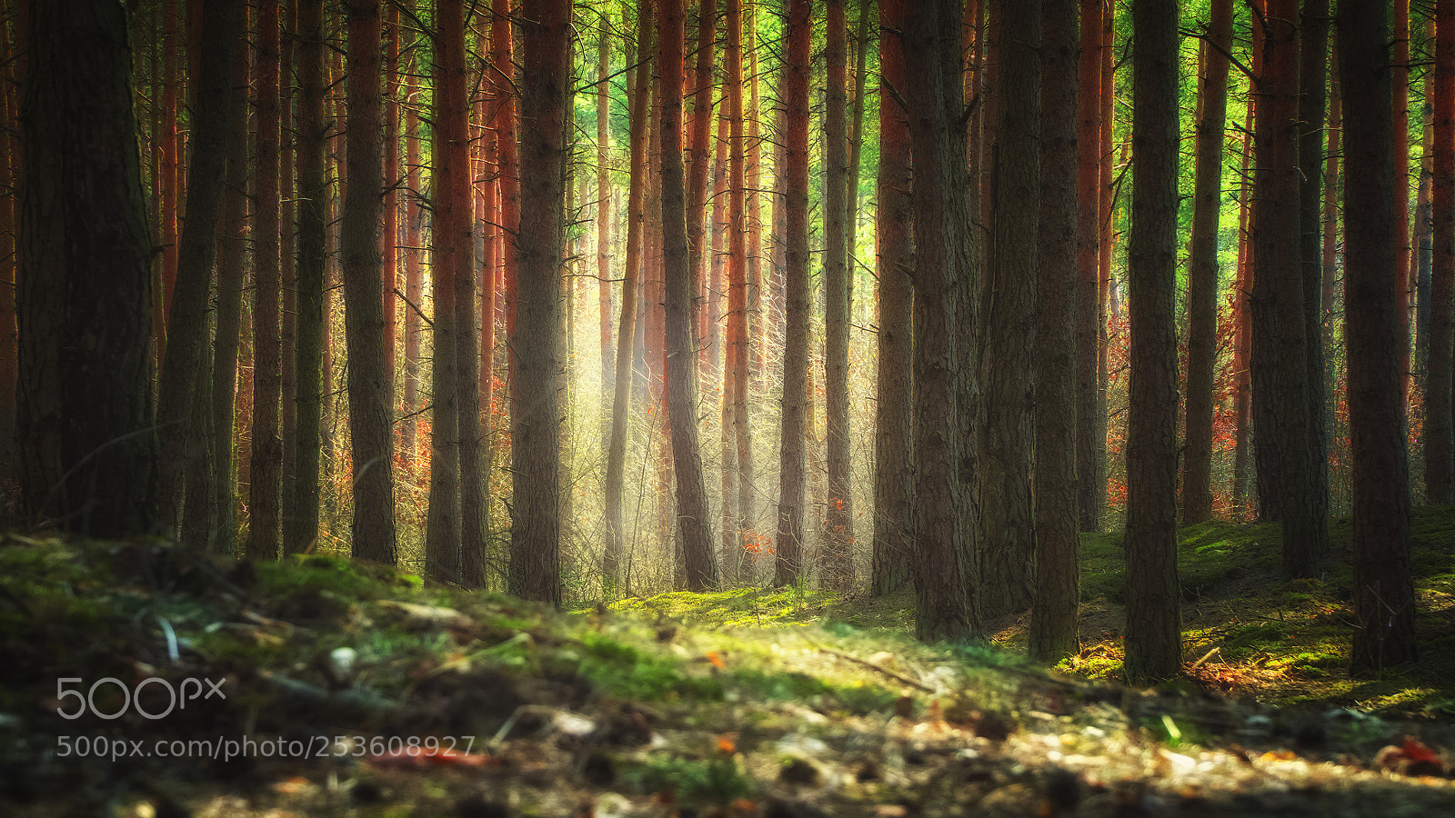 Sony a6000 sample photo. Sunlight in the forest photography