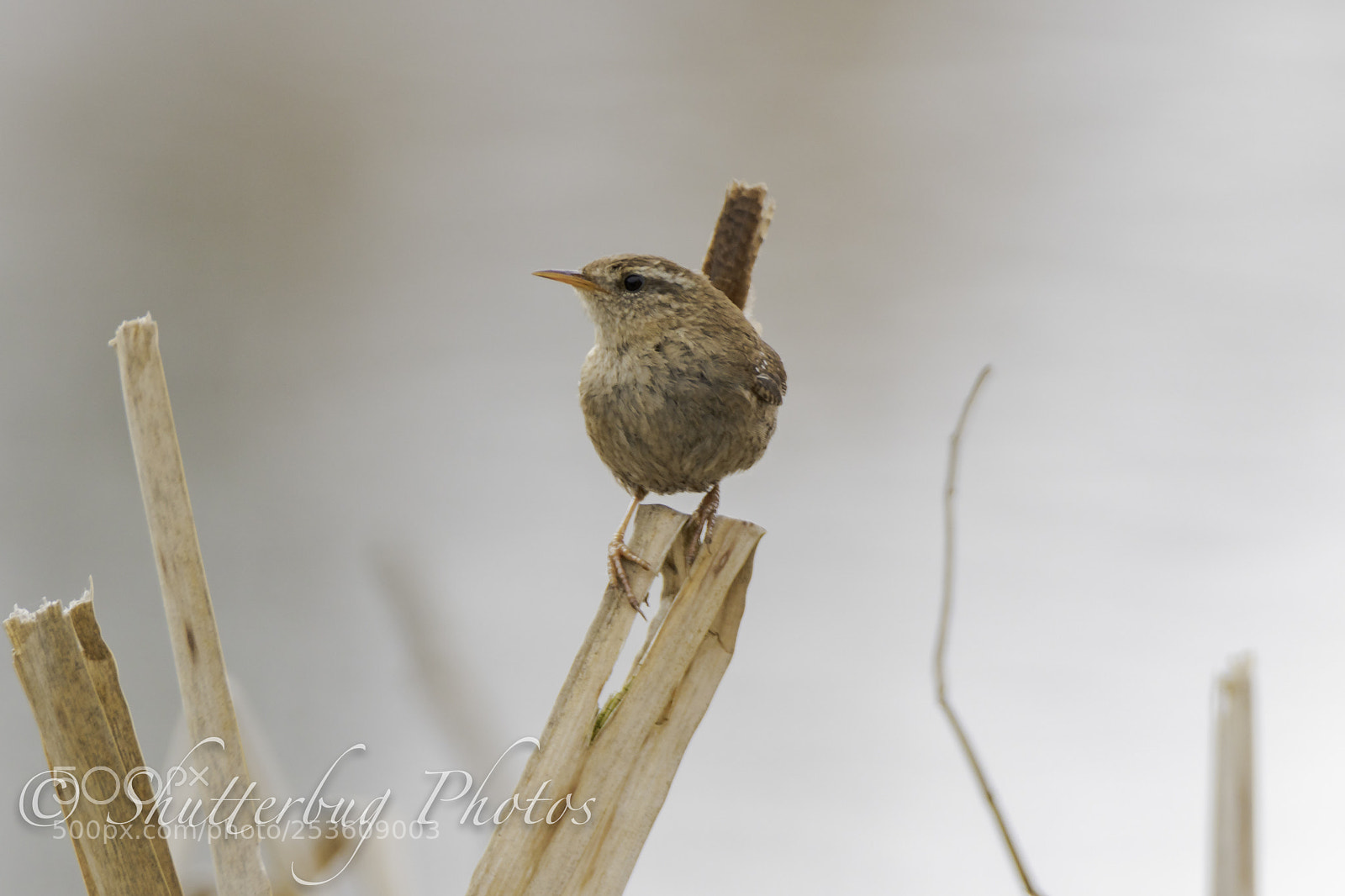 Canon EOS 80D sample photo. Clumber wren photography
