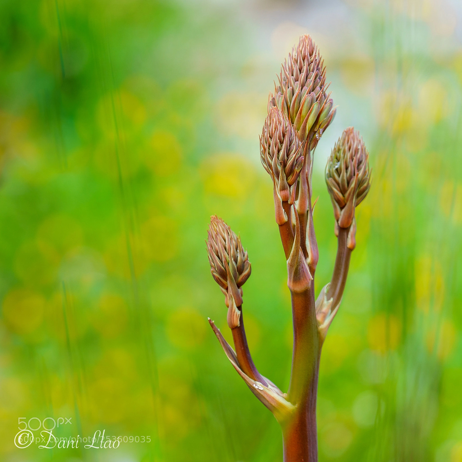 Sony a7 III sample photo. Colors de la natura photography
