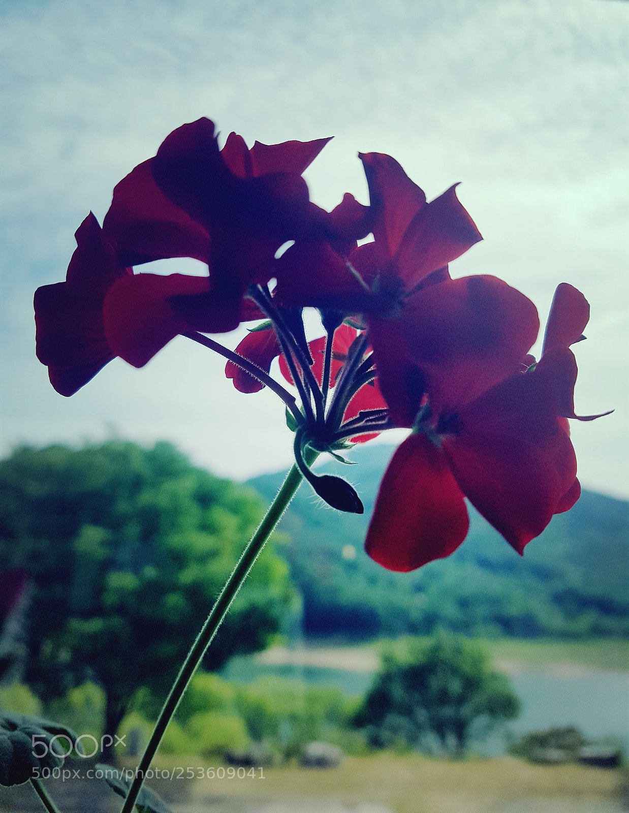 Samsung Galaxy S7 sample photo. The red photography