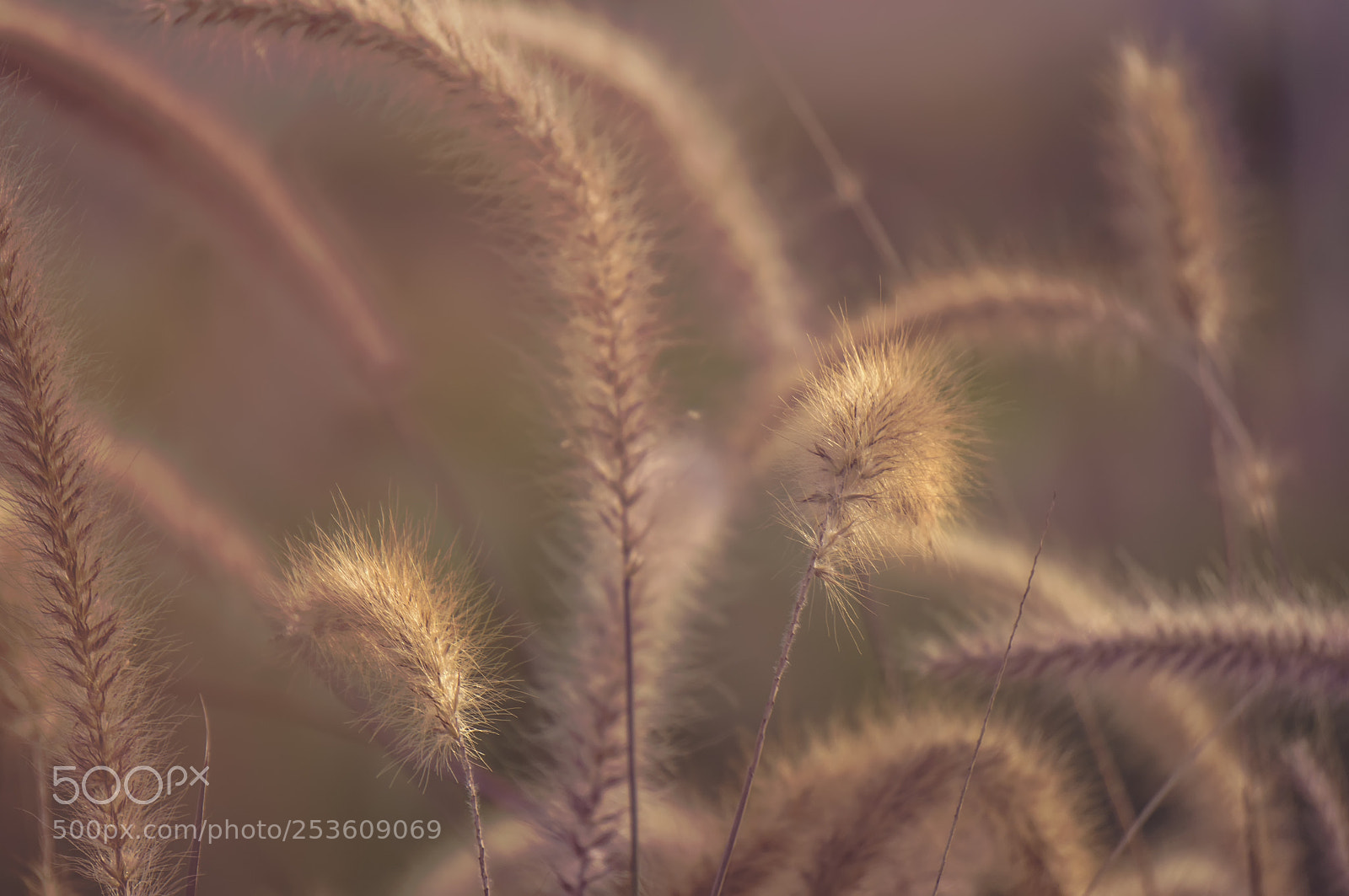 Sony Alpha NEX-5N sample photo. Nature photography