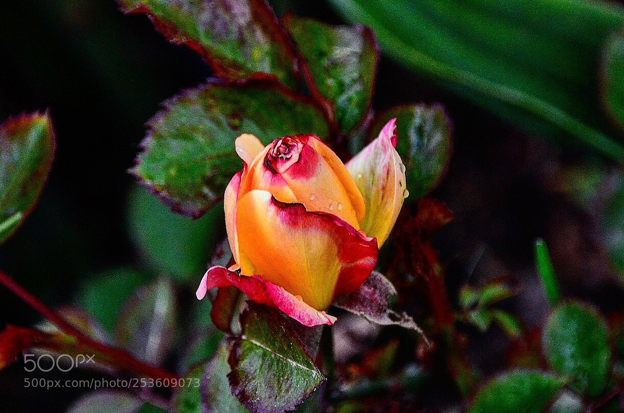 Nikon D7000 sample photo. The rose photography