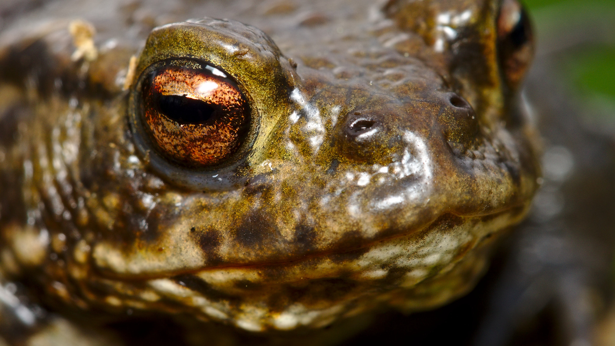 Canon EF 100mm F2.8L Macro IS USM sample photo. Bufo bufo photography