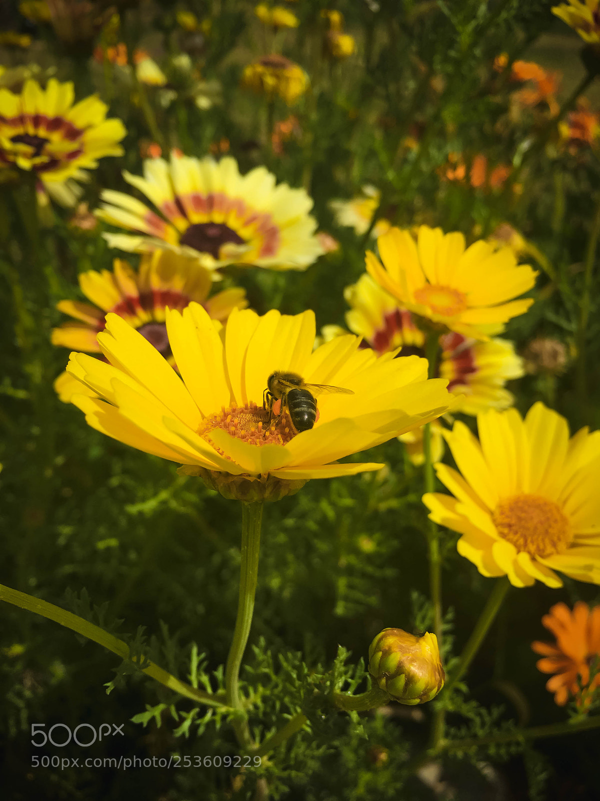 Apple iPhone 6s sample photo. Bee flowers photography