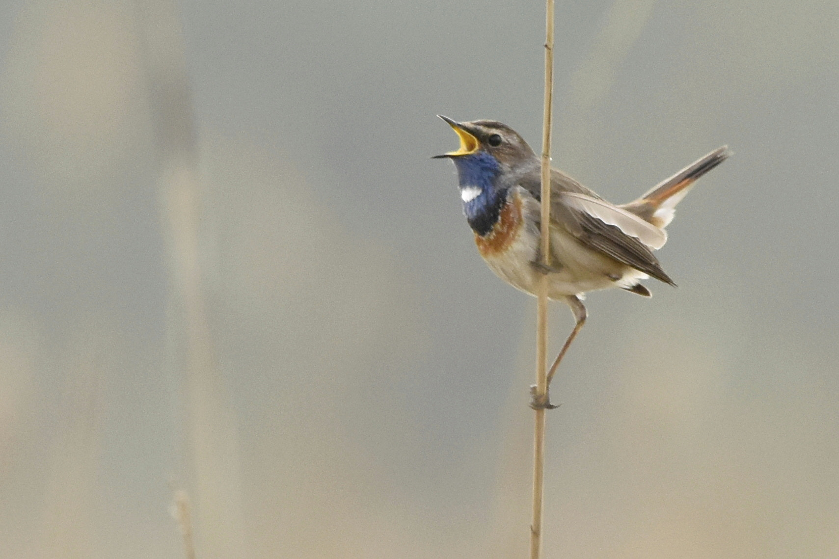 Nikon D5500 + Sigma 150-600mm F5-6.3 DG OS HSM | C sample photo. Blue throat singing photography