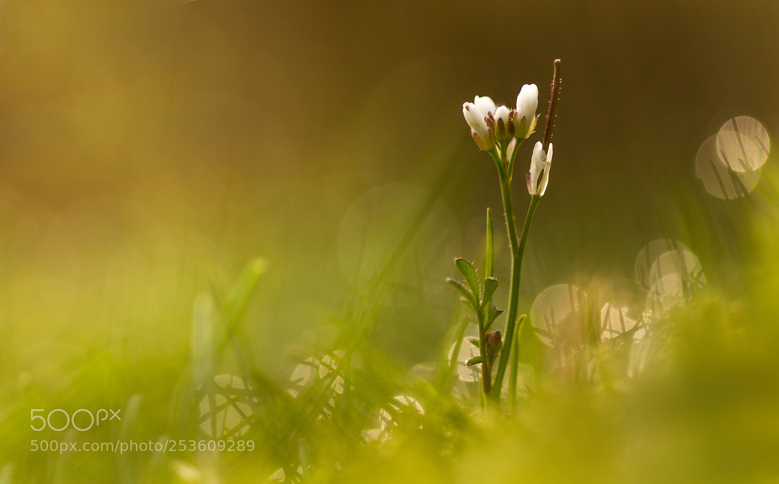 Canon EOS 7D sample photo. ‘cardamine hirsuta’ photography