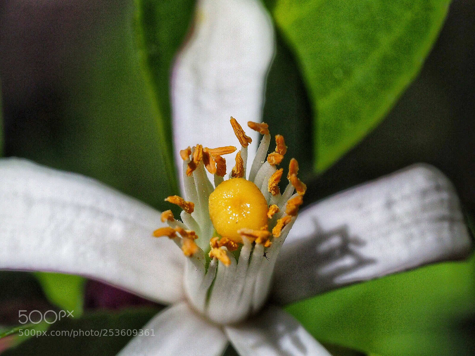 Olympus OM-D E-M10 II sample photo. White floral macro photography