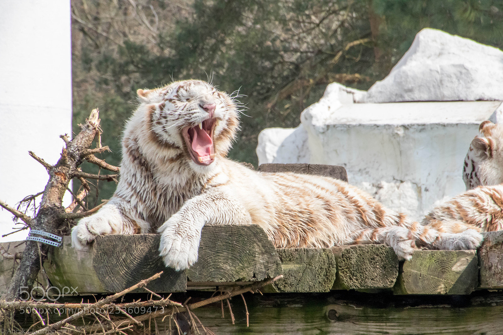 Canon EOS 7D Mark II sample photo. Junger weißer tiger photography