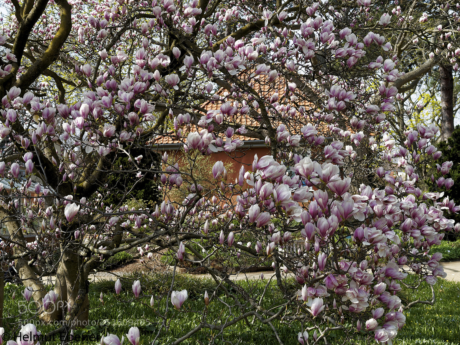 Olympus OM-D E-M5 sample photo. Bs, botanischer garten der photography