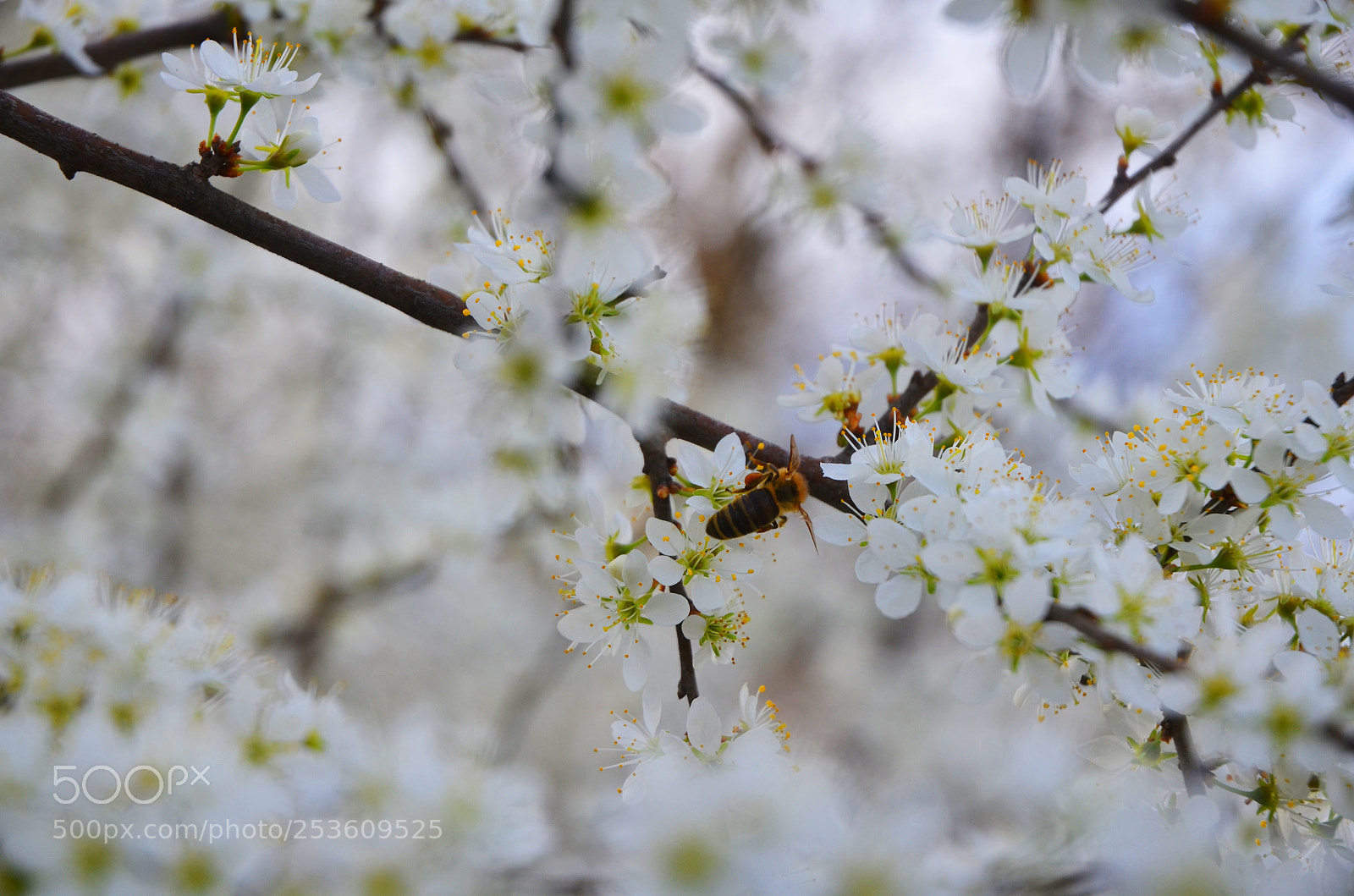 Nikon D5100 sample photo. Bee photography